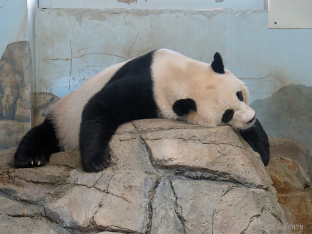 Washington, D.C. 2018 028